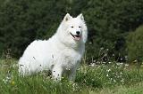 SAMOYEDE 046